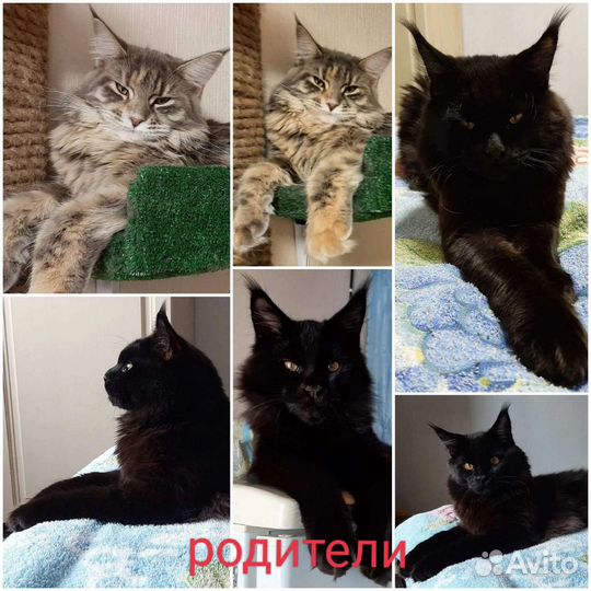 Котята мейн-кун