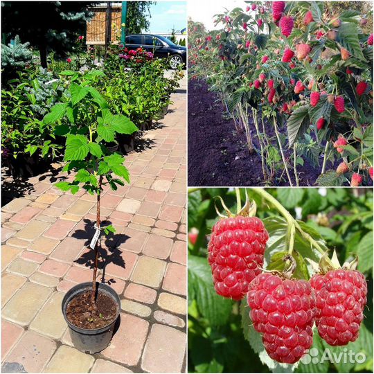 Сказка дерево