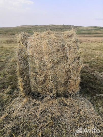 Продам сено в рулонах
