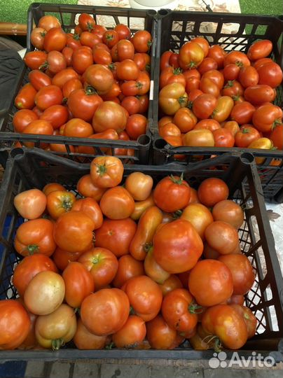 Помидоры