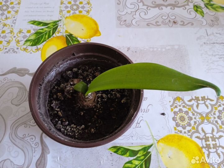 Гиппеаструм