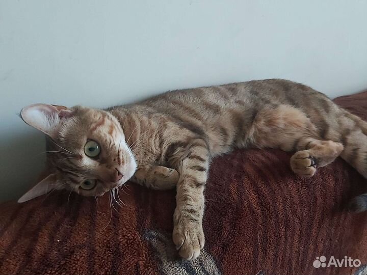 Бенгальская кошка