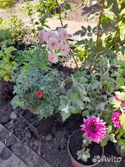 Хризантема