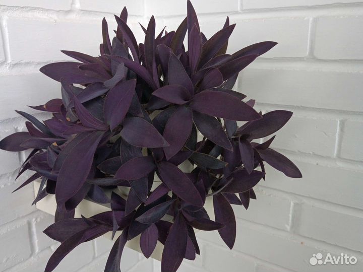 Традесканция