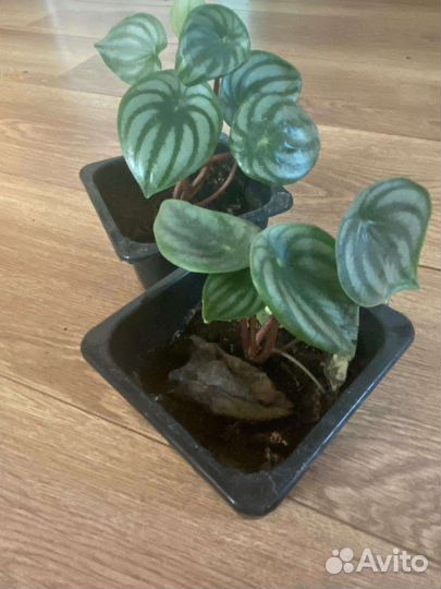 Арбузное счастье