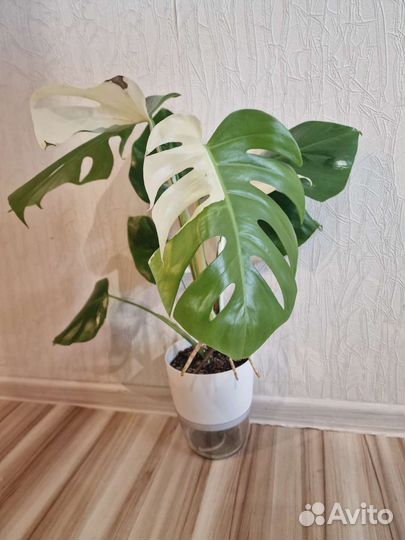 Монстера альба