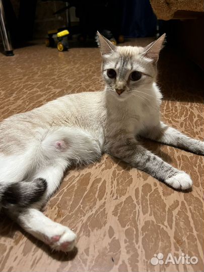 Котята отдам даром