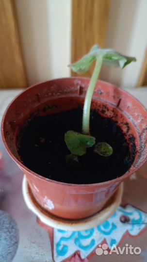 Комнатные цветы фиалки