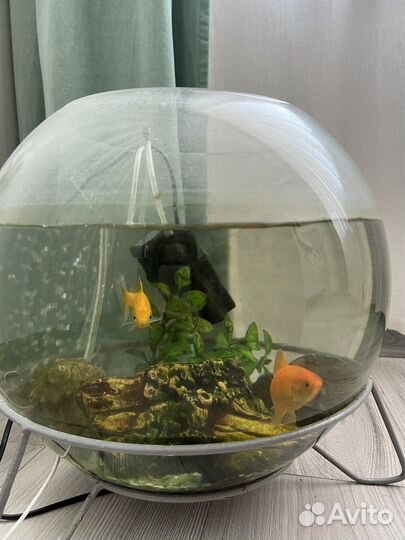 Аквариум с рыбками