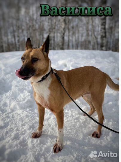 Породистая красивая рыжая ласковая собака