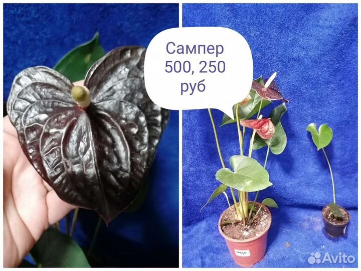 Антуриумы и детки