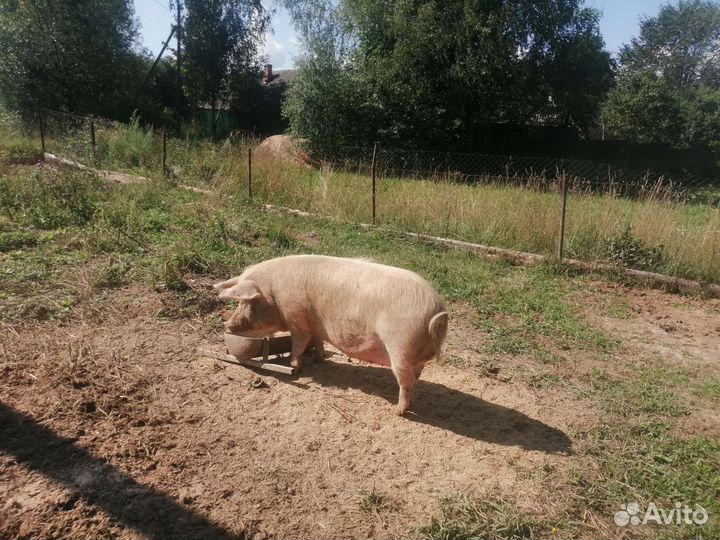 Хряк на племя