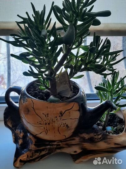 Толстянка крассула