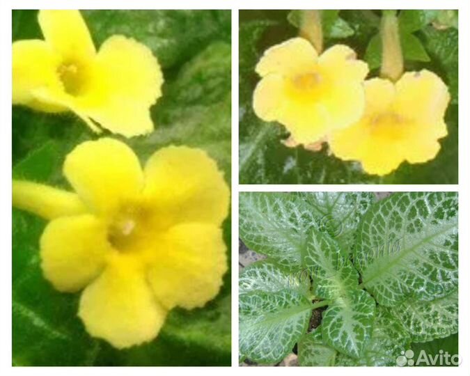 Лф Яблочный зефир