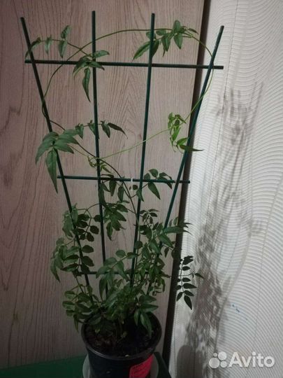 Жасмины комнатные