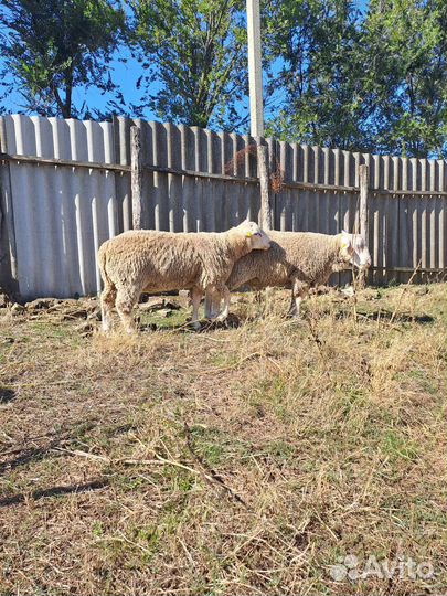 Баранчики Тексель