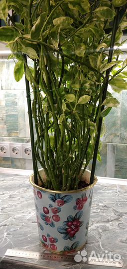 Красивые взрослые растения