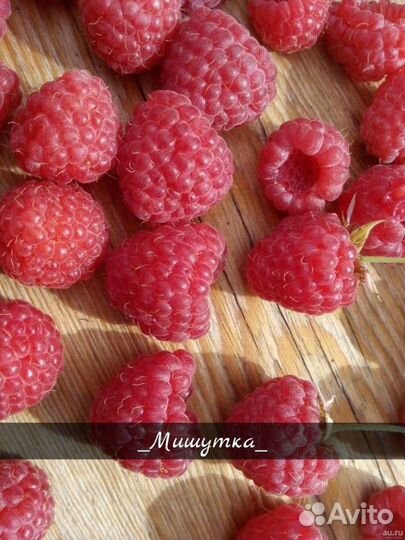 Саженцы Малины