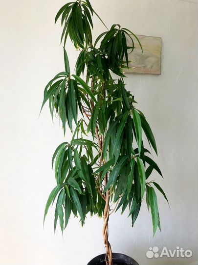 Фикус Али (Биннендийка) 1,2 метра