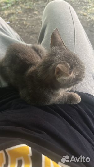 Котенок Александр