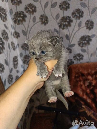 Котятки в добрые руки