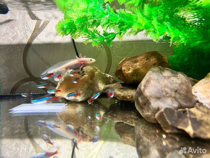 Аксолотли белые,черные.Аквариум под них