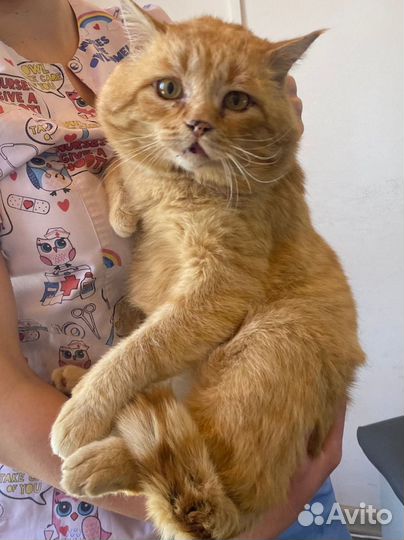 Рыжий котик