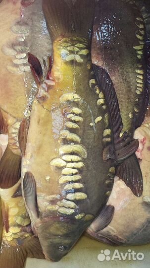 Рыба живая Карп Форель Сазан Судак