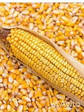 Кукуруза