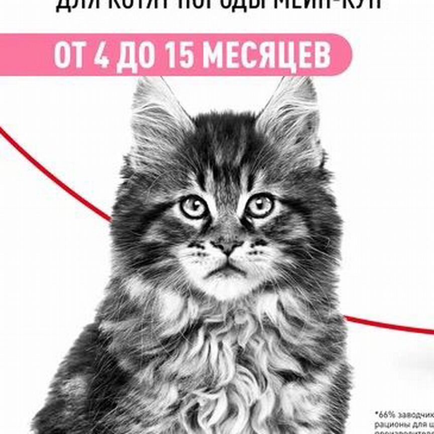 Сухой корм для котят породы мейн-кун royal canin