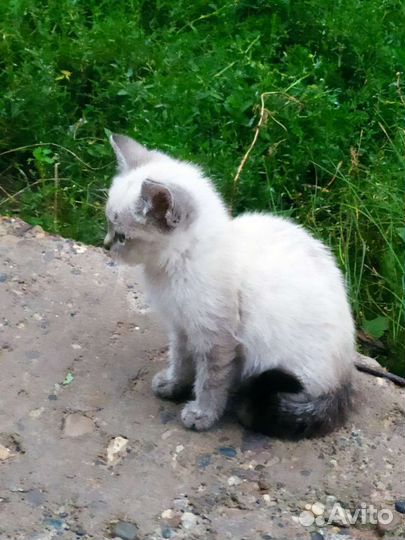 Кошка в дар