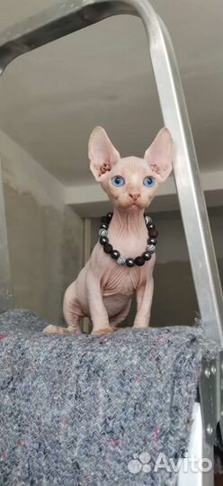 Канадский сфинкс котенок