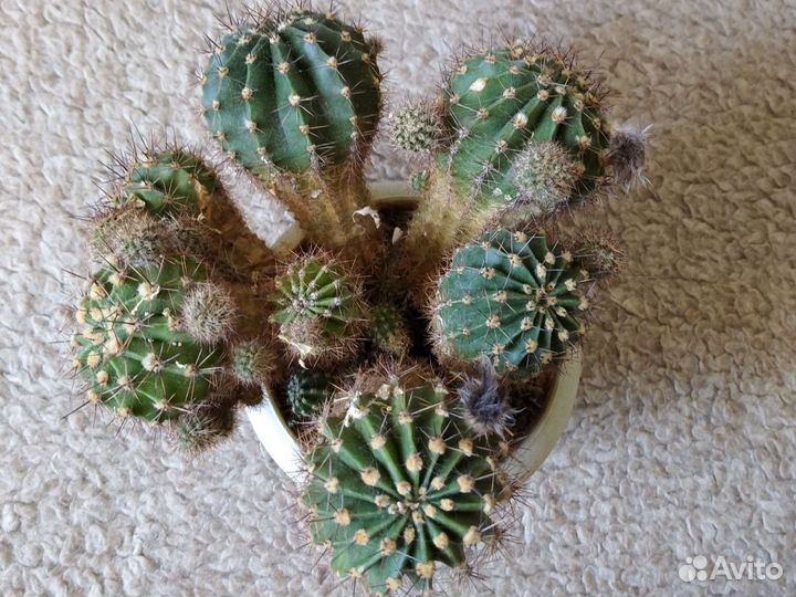 Кактусы и суккуленты