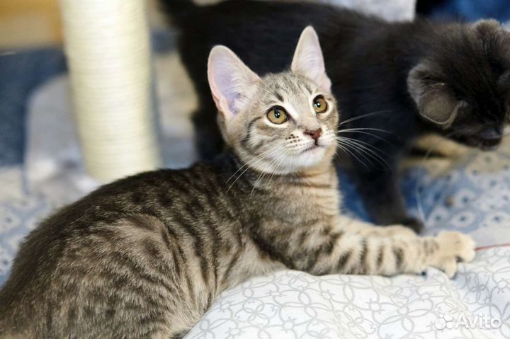 Котенок Соня ищет мампап