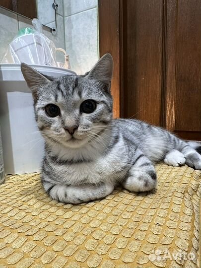 Шатланскиий кот