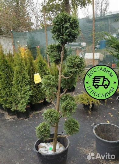 Туя Колумна Формированная