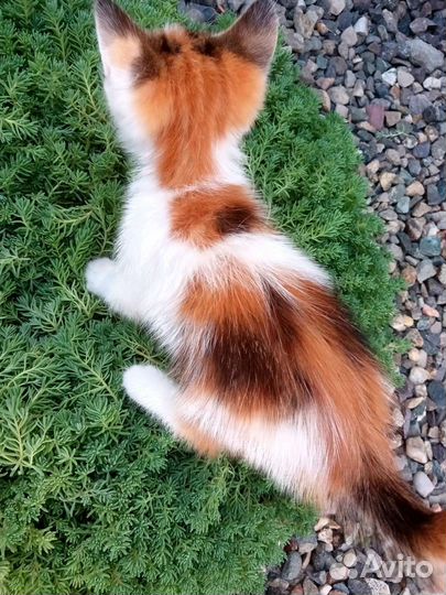 Отдам в добрые руки котят