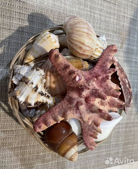 Морские ракушки раковины