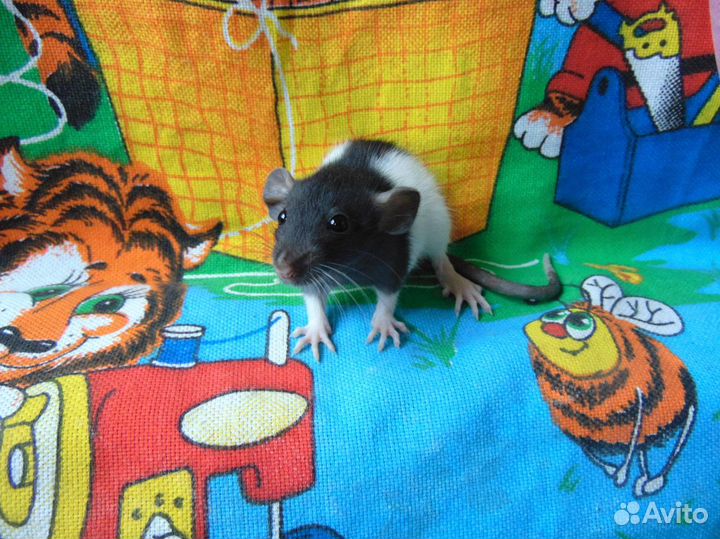 Крысята Голубые, сиамы, чёрные, капюшоны, клетки