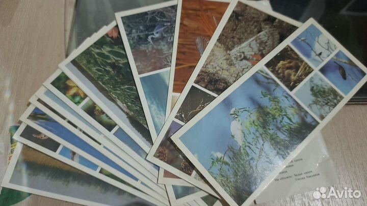 Открытки Астраханский заповедник