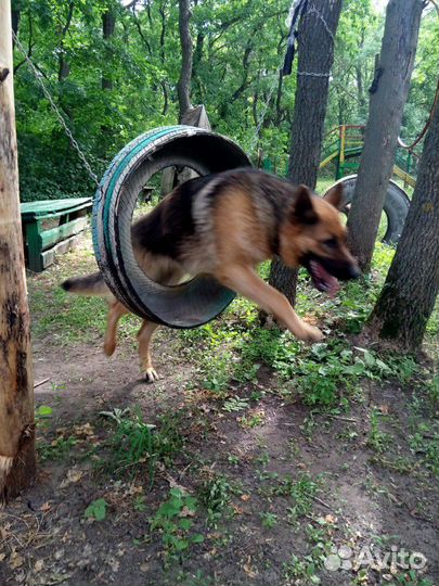 Дрессировка собак любых пород