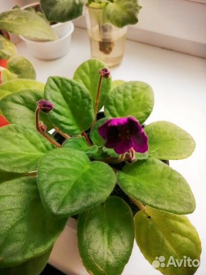 Цветущие фиалки