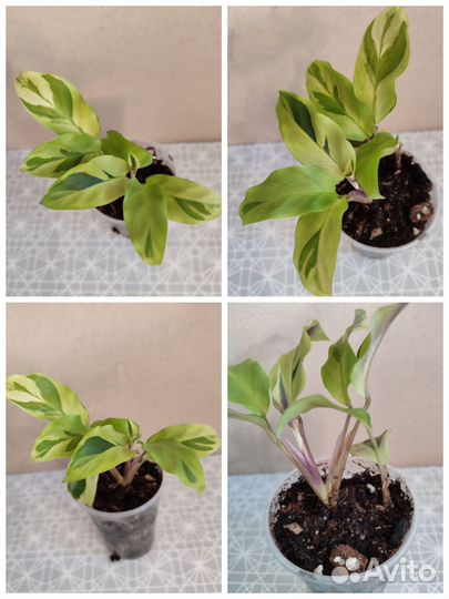 Комнатные растения