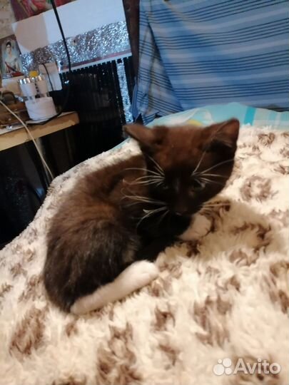 Котик 2 месяца