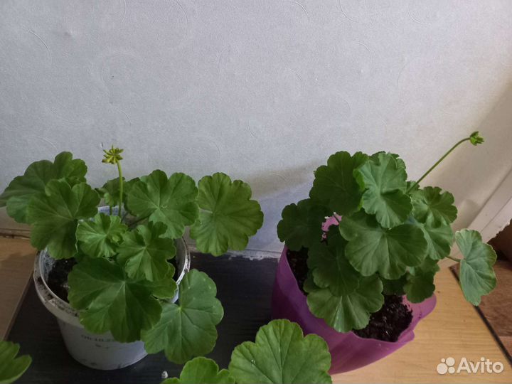 Пеларгония герань сортовая