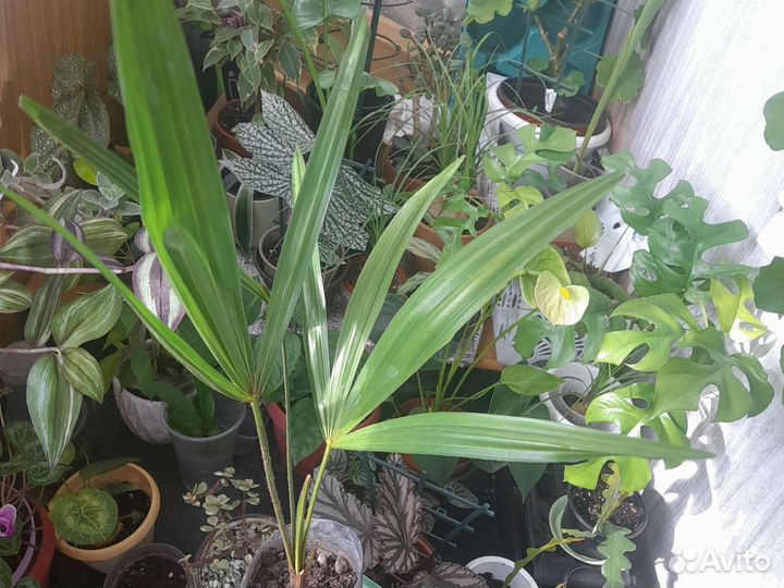 Пальма фикус драцена