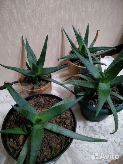 Цветы алоэ вера