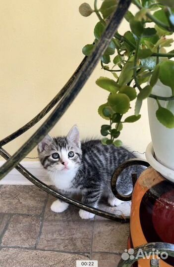 Отдам бесплатно