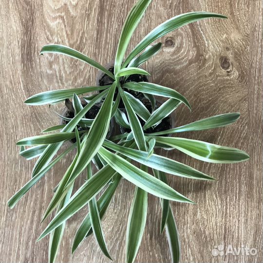 Маранта, бегония, фикус, алоказия