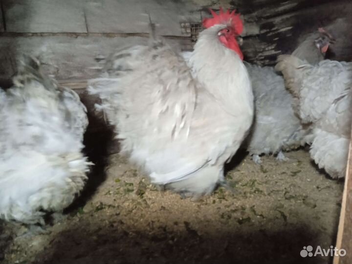 Куры, петухи, инк, яйца перепела